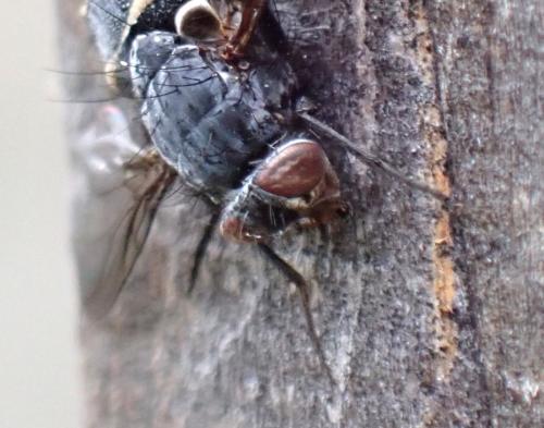 Calliphora vicina